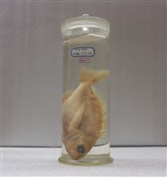 藏品(異臂花鮨)的圖片